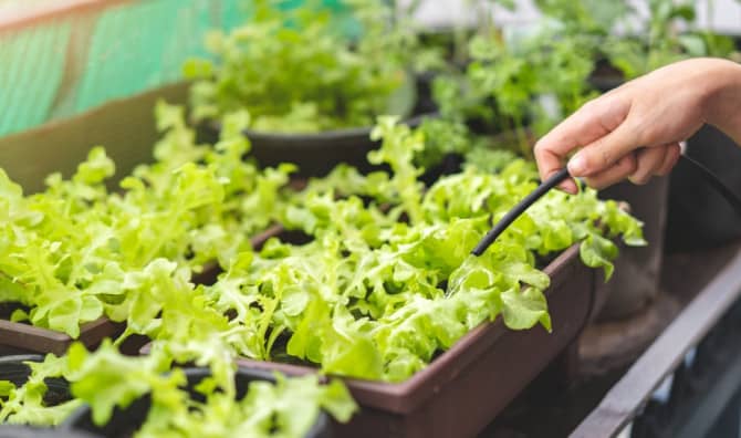 Introducing Probiotic-Infused Vegetables for a Better Gut