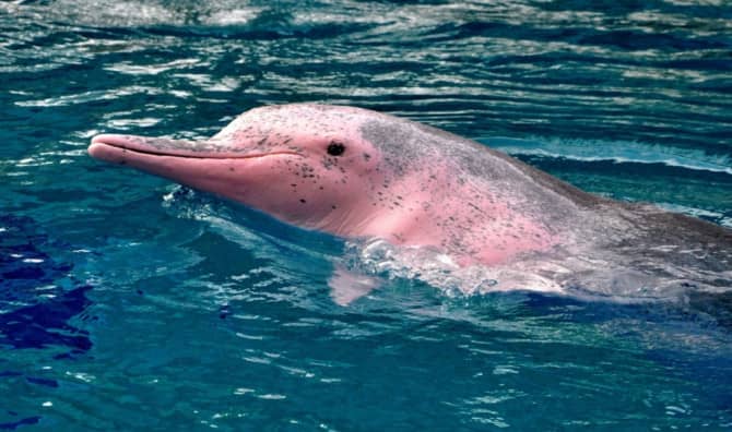 All About the Rare Pink Dolphin