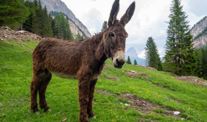 Lost Donkey Spotted with Elk Herd