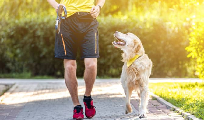 Meet Beacon: The USA Gymnastics Team’s Beloved Therapy Dog