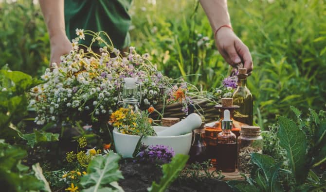 5 Healing Weeds in Your Backyard