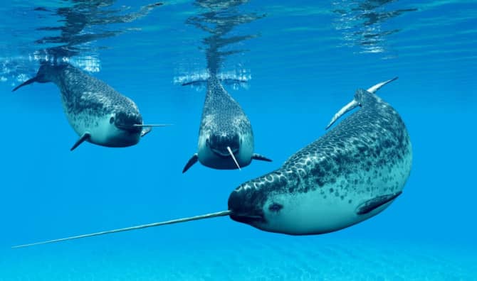 This Small-Town Dentist Moonlights Caring For Narwhals