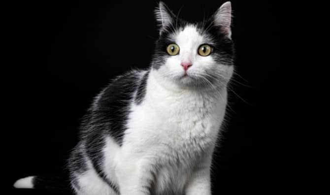 These Cats Make Pottery With Their Owners