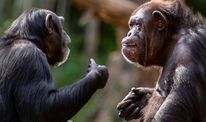 Can Chimps Speak Human Words?