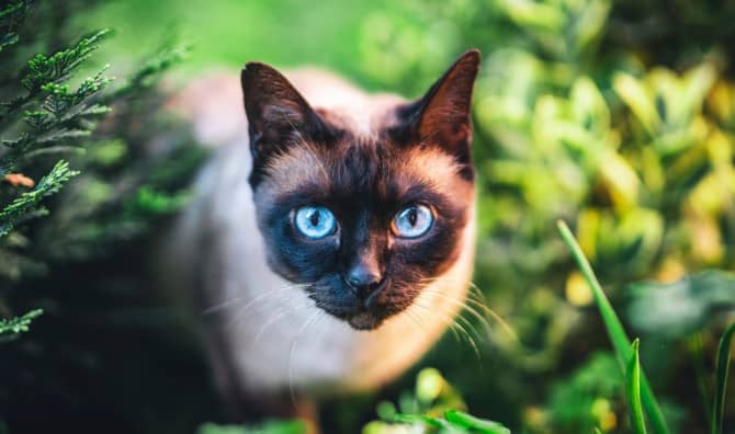 Against All Odds: Lost Cat Travels 900 Miles from Yellowstone to Reunite with Owners