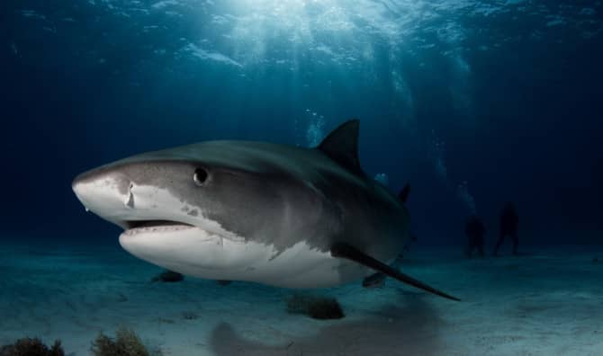 Beachgoers Lend a Helping Hand to a Beached Shark