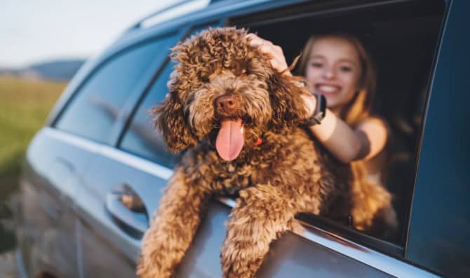 Tips for Stress-Free Traveling with Pets
