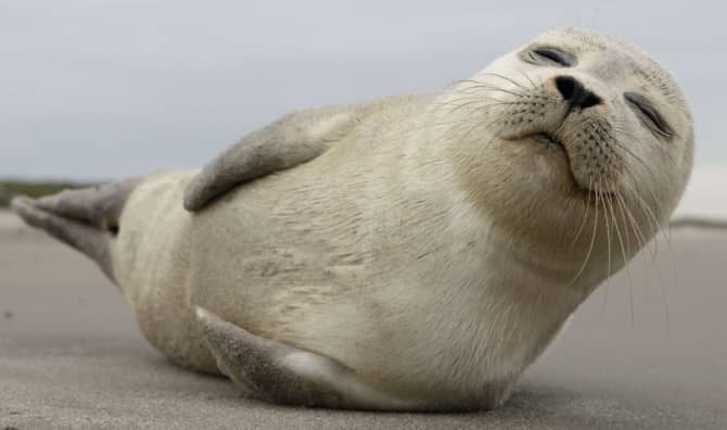 Webcam of Cute Dutch Seals Warming the Hearts of Fans in Japan
