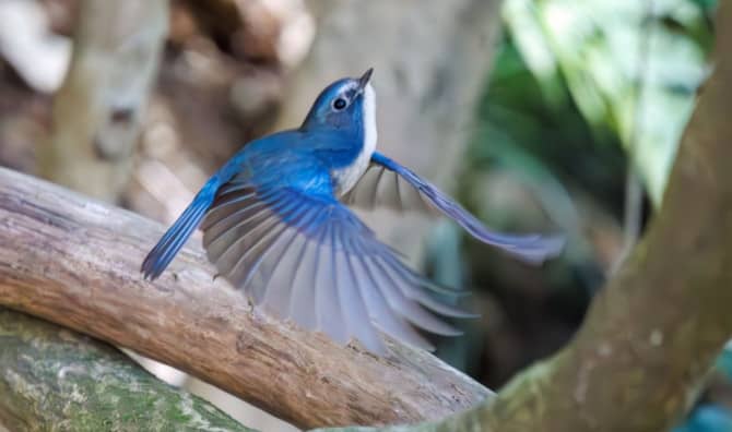 Oklahoma Boy Stuns School With His Birdcalls