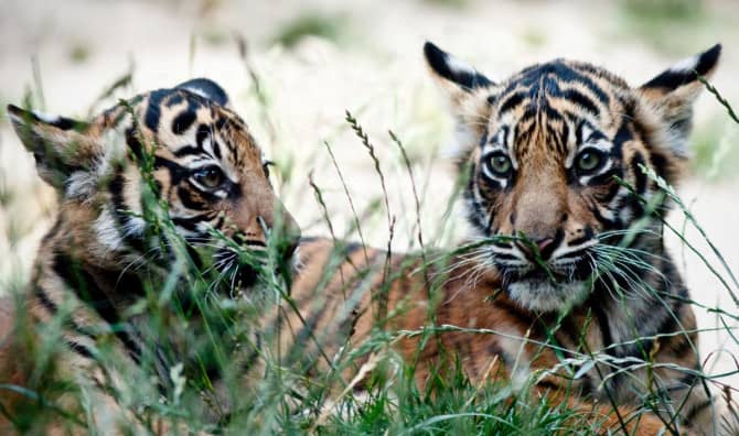 Poland Zoo Reveals the Birth of 4 Sumatran Tiger Cubs