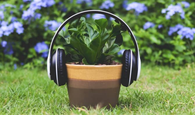 Plants That Listen to Music Grow Better