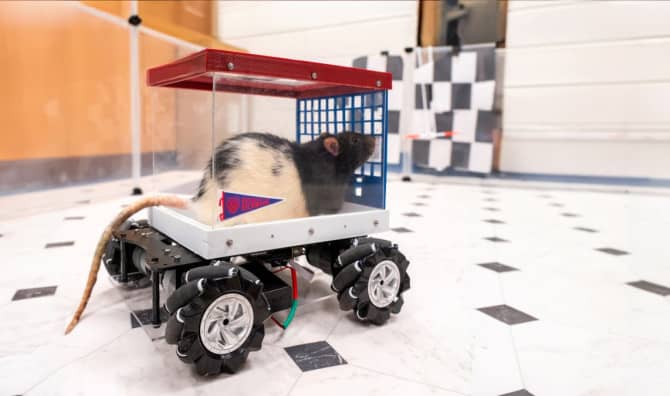 Rat Roadsters Taught Researchers to Relish the Journey