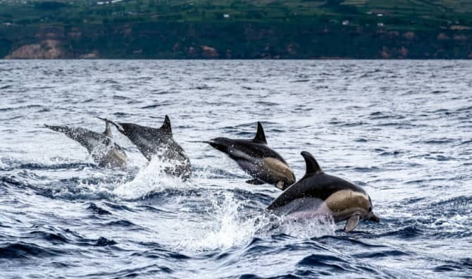 Huge New Marine Reserve Established in the Azores
