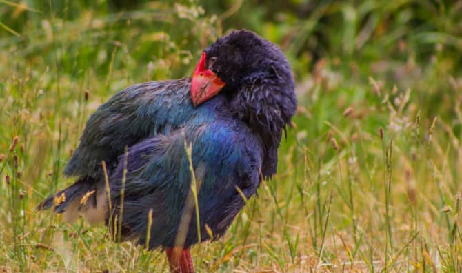 The Brilliantly-feathered Takahē Bird is Making Strides Once Again
