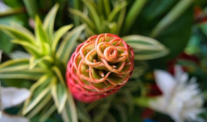 Explore the Natural Benefits of Pine Cone Ginger