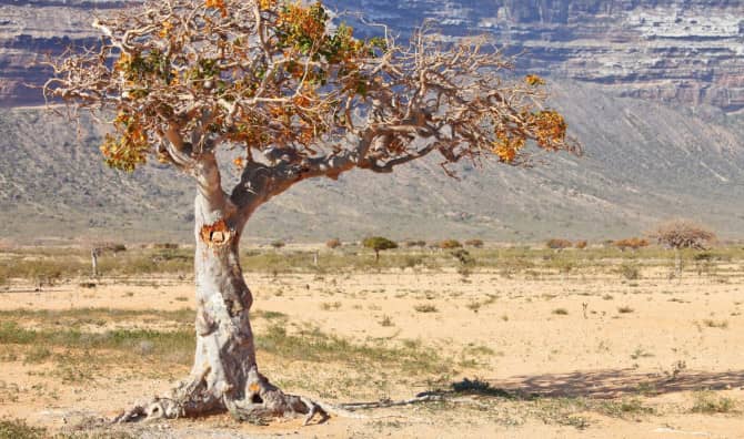 Ancient Tree Grows in Israel From 1,000-Year-Old Seeds