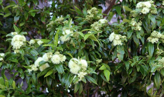 Australian Bush Remedy Helps Heal Wounds