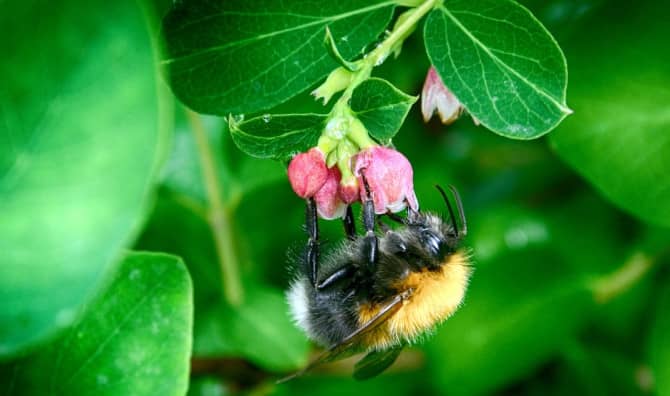 Scotland’s Bumblebees are Buzzing!