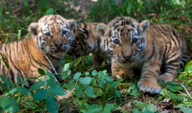 Young Tigers Reunite After Release Into the Wild