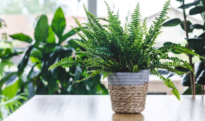 7 Plants that Naturally Absorb Moisture from the Air