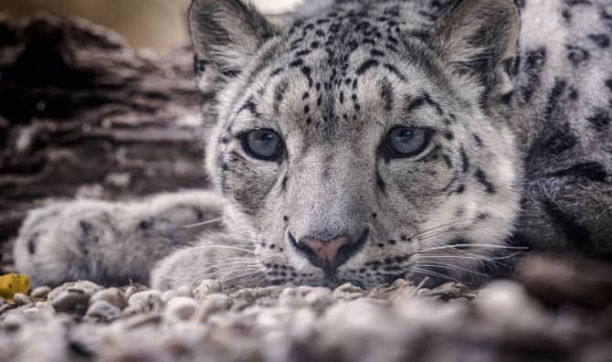 The Mysterious ‘Ghosts of the Mountains’ are Rising