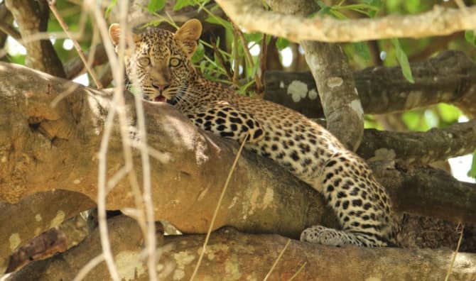 Every Leopard Has Its Own Roar