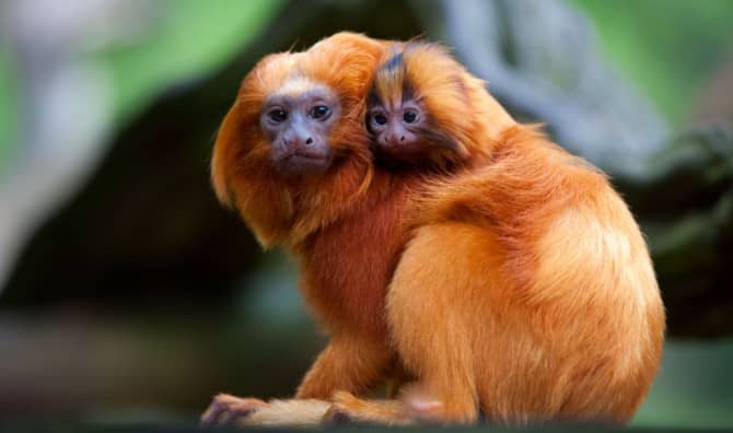 Cherished Golden Lion Tamarins are Bouncing Back in Brazil
