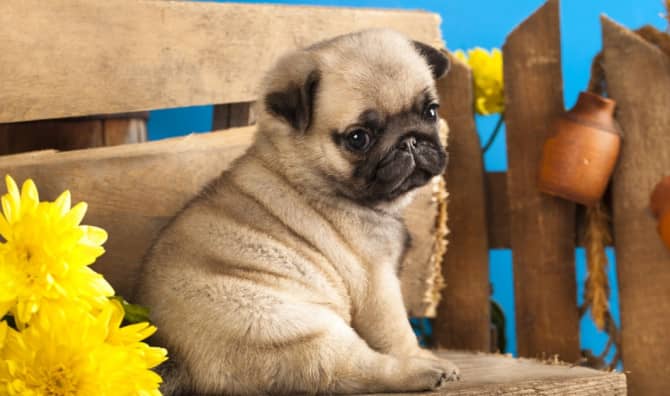 Meet the South African Woman Going Googly-Eyed Over Pug Pooches!