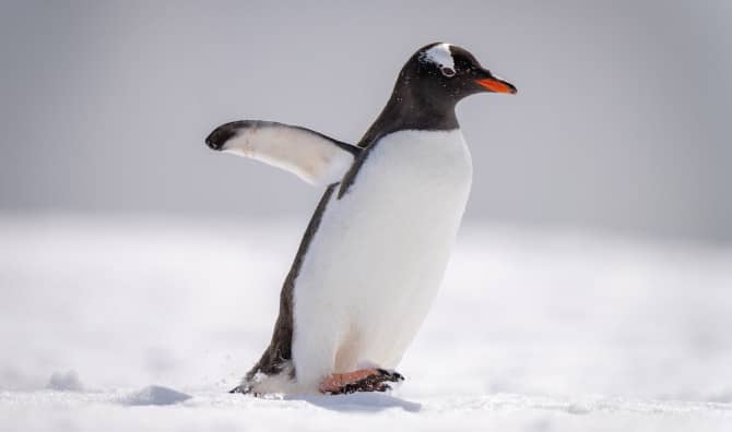 Penguin Forms an Unlikely Friendship with an Antarctic Engineer