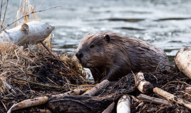 Engineering Beavers Complete Czech Wellands Project