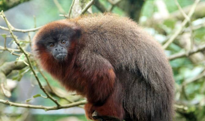Life-Saving Canopy Bridges Help Primates in Brazil’s Amazon Rainforest