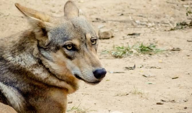 Celebrating the Arrival of Rare Wolf Pups at Indian Animal Haven