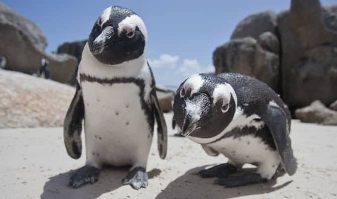 Introducing Assisted Living for Senior Penguins!