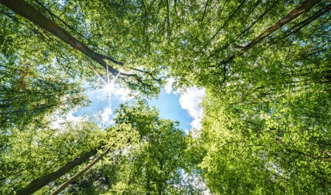 Explore the Amazing Social Networks of Trees