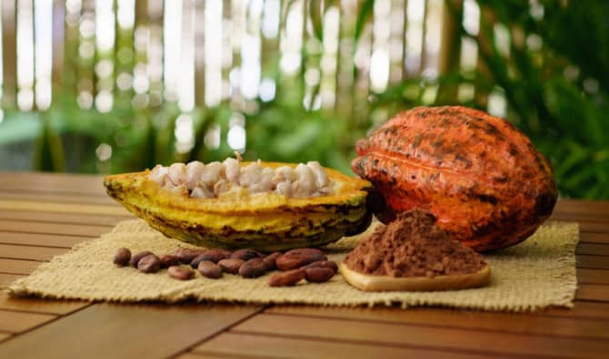 Researchers Dig Into Cocoa’s Past to Grow a Better Future