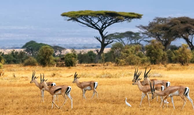 Extinct Animals Photographed for Eternity