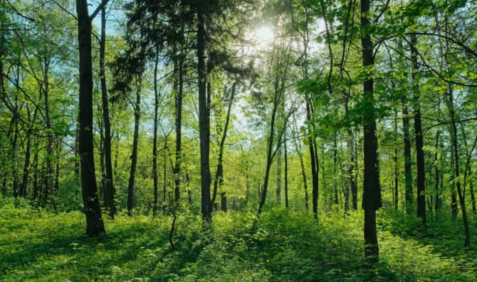 Sunlit forest with tall dark tree trunks and bright green foliage covering the ground and canopy, with natural light filtering through the leaves.