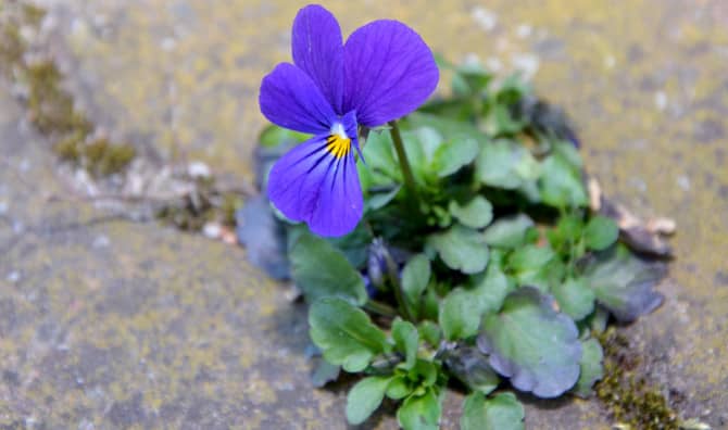 Guerilla Gardening Brings Pride and Beauty