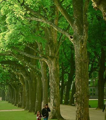 This is What a Walk in the Park Can Do for You