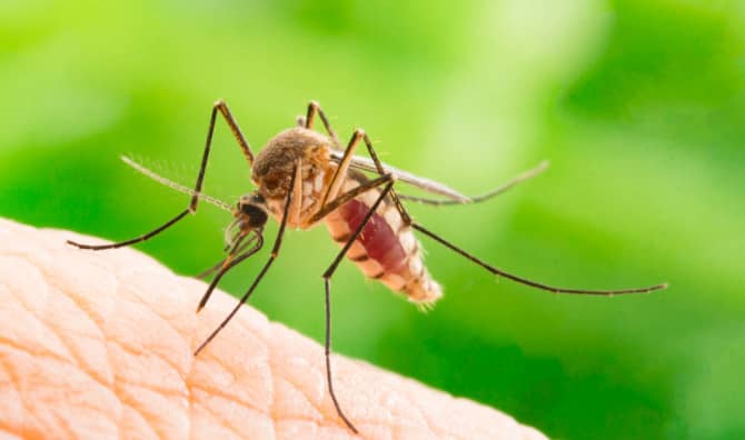 How to Become Invisible to Mosquitoes