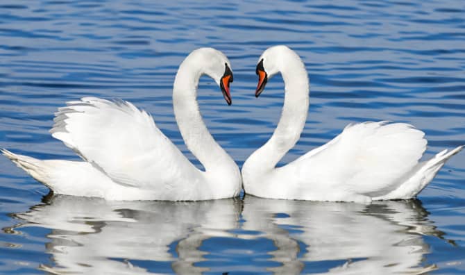 5 Heart-Stopping Quotes about Love that Will Make You Melt