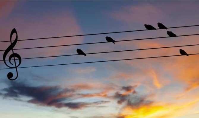 Birds on Wires Make for a One of a Kind Musical Composition [VIDEO]