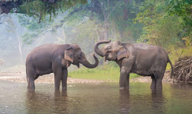 Two elephants touching trunks in natural water habitat.
