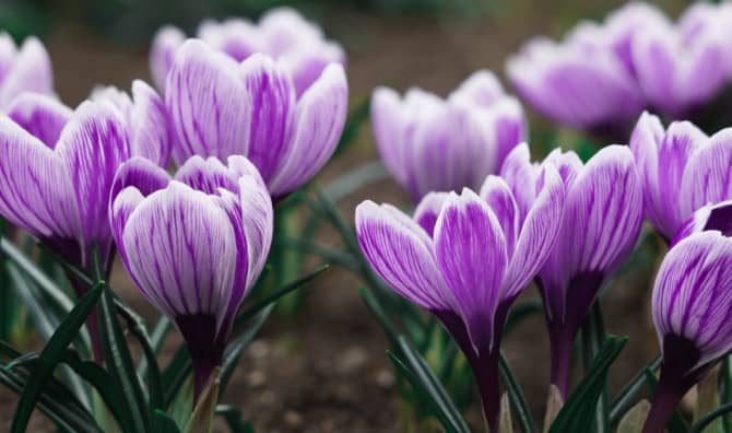 5 Stunning Flower Timelapses That Will Mesmerize You [LIST]