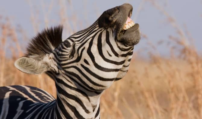 7 Hilarious Animal Videos