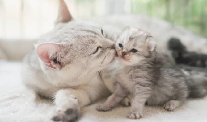 8 Amazing Little-Did-You-Know Facts about Cats