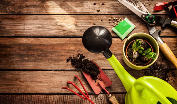 7 Winter Vegetables That You Can Plant Right Now [LIST]