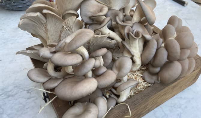 The Green Connection between Coffee and Mushrooms