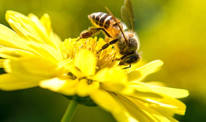 7 Reasons Why You Should Care about Bees