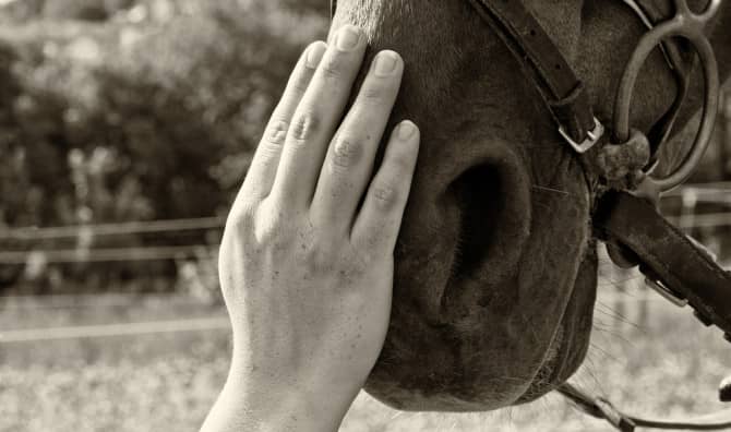 Horses have been to help people deal with physical, emotional, social, cognitive, behavioral issues